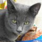 Pipetto, grauer - Kater