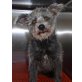 Pipi, Terrier-Mischling - Hündin