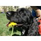 Pipo, Cocker Spaniel - Rüde