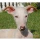 Pipo, tolles Galgobaby - Rüde