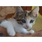 Pippa, EKH - Katze