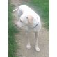 Pippa, Pippa, die Schöne sucht Familie, PLZ 52399 - Hündin