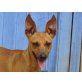 Pippa, supersüßes Pinscher-Mix Mädchen Welpen - Hündin