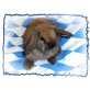 Pippi, Mini Lop - männlich