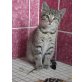 Pippi, Pippi - Katze
