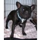 Pippirillu, Französische Bulldogge - Rüde