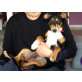 Pippo, Pinscher-mix Welpen - Rüde
