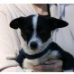 Pipsi, Pinscher-Dackel-Mix - Hündin