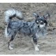 Pique, Chihuahua langhaariger Schlag - Rüde