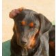 Pirat, Pinscher - Rüde