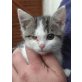 Pirat - kleiner einäugiger, frecher Kater - Kater