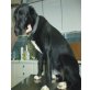Piri, Labrador-Mix - Hündin