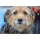 Piri, Terrier - Hündin