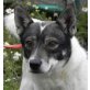 Pirino, Pinscher Mischlingsrüde - Rüde