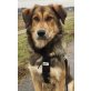 Piro, Schäferhund-Mix Welpen - Rüde
