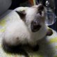 Piru, Siam-Mix - Katze