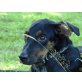 Pisa, Segugio  Hütehund Mix - Hündin
