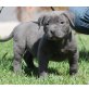 Pit Bull Blueline Welpe, Amerikanischer Pit-Bullterrier Welpen - Hündin