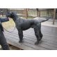 Pit, Riesenschnauzer - Rüde