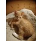 Pit, junger Kater Pit; HausKatze - Kater