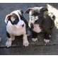 PitBull, Amerikanischer Pit-Bullterrier - Hündin