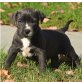 Pitbull Blue line welpen 11 Wochen, Amerikanischer Pit-Bullterrier - Rüde
