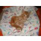 Pitir, Pitir, ein orientalisches Mischling - Kater