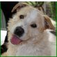 Pitt, Terrier-Mix - Rüde