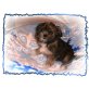 Pitti, Shih-Tzu Yorkshire-Welpen - Hündin