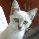 Pitu, Siam-Mix - Kater