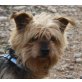 Pitu, Yorkshire Terrier - Rüde