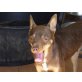 Pitu, lieber und aufgeschlossener Chihuahua-Mix - Rüde