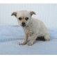 Pituca, Chihuahuamix Welpen - Hündin