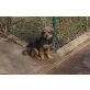 Pix, Straßenhund aus Rumänien - Rüde