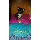 Pixel, Chihuahua kurzhaariger Schlag Welpen - Rüde