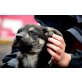 Pixie, mittelgroßer Mix Welpen - Hündin
