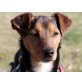 Pizur, Pinscher-Terrier-Mix - Rüde