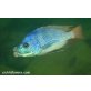 Placidochromis Milomo