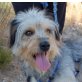 Plata, kleiner Griffon Mix - Hündin