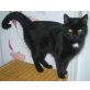 Plüschi, Europäische Kurzhaarkatze - Kater