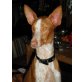 Pluja, Podenco Ibicenco - Hündin