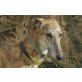 Plumin, toller Bub, Galgo Español - Rüde