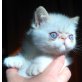 Plush-Paws Nemo, Exotisch Kurzhaar - Kater