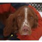 Pluto, Irish Setter Mix - Rüde