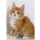 Pluto, Maine Coon - Kater