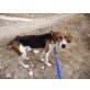 Pluto, Notfall sucht Zuhause, Beagle - Rüde