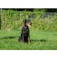 Pluto/Pablito, Dobermann Welpen - Rüde