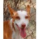 Pluto, Podenco Andaluz - Rüde