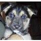 Pluto, Schäferhund-Mischling Welpen - Rüde