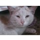 Pluto, verschmuster Kater, weiß mit rot - Kater